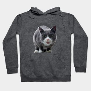 Midnight the Cat Hoodie